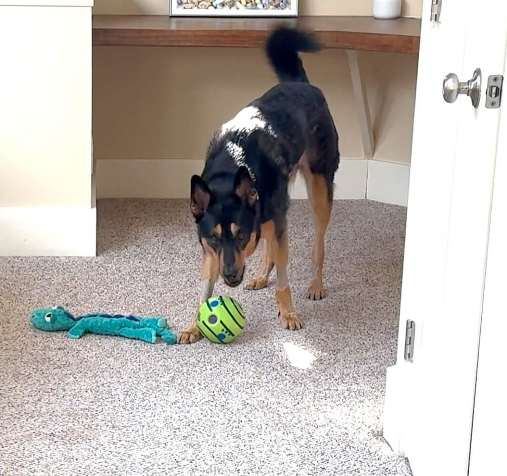 This Dog is Dying?? 8 Frame 02 01 2025 12 46 21