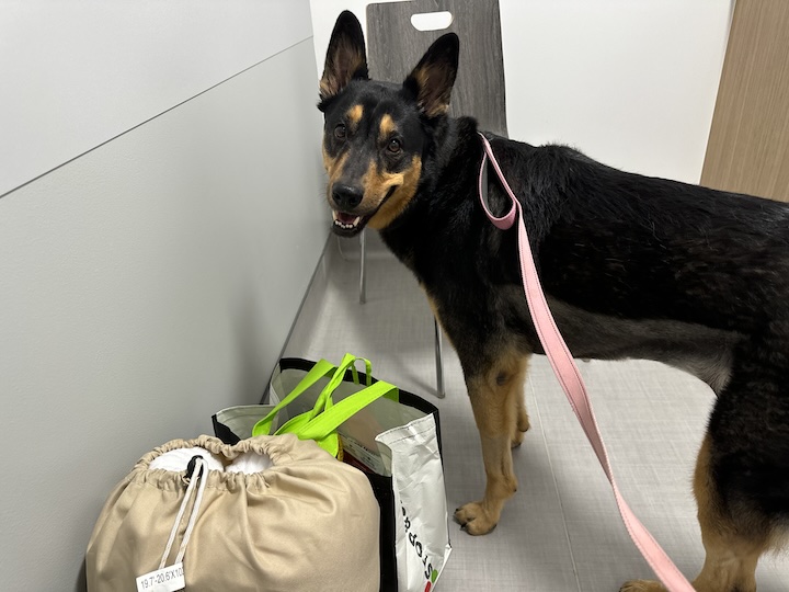 Vaxxed 💉 1 IMG 6452