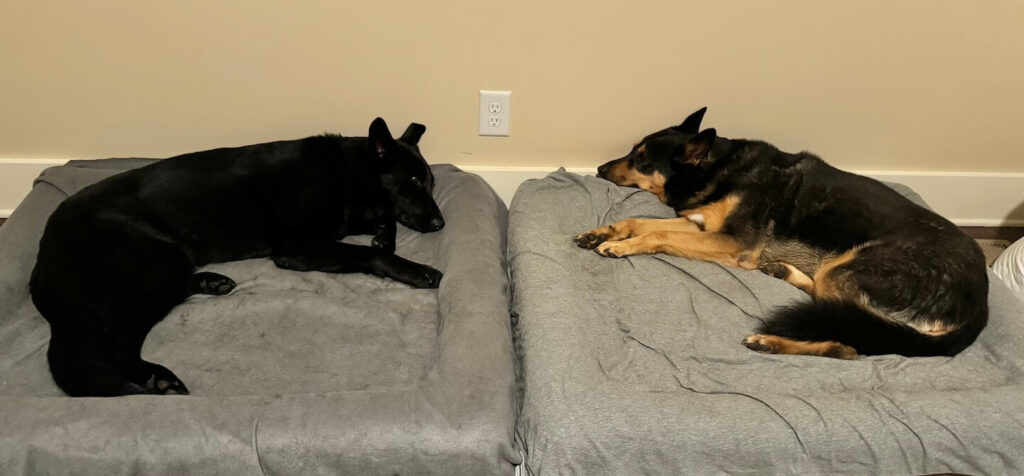 post on weakness in hind legs