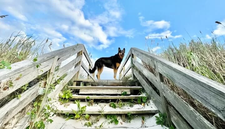 Rapamycin helping dogs live longer